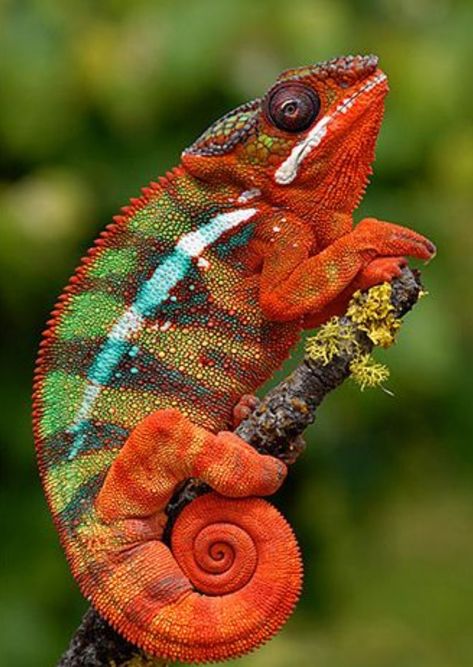 Panther Chameleon, Colorful Lizards, Chameleon Art, Cute Reptiles, Reptiles And Amphibians, Animals Of The World, Gecko, Animal Photo, Amphibians