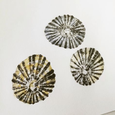 Limpet shells, limpets, seashells, collagraph, watercolour, printmaking, printing Limpet Shell Tattoo, Opihi Tattoo, Barnacle Tattoo, Shell Drawing, Seashell Tattoos, Shell Tattoos, Mystical Tattoos, Limpet Shell, Crab Claw