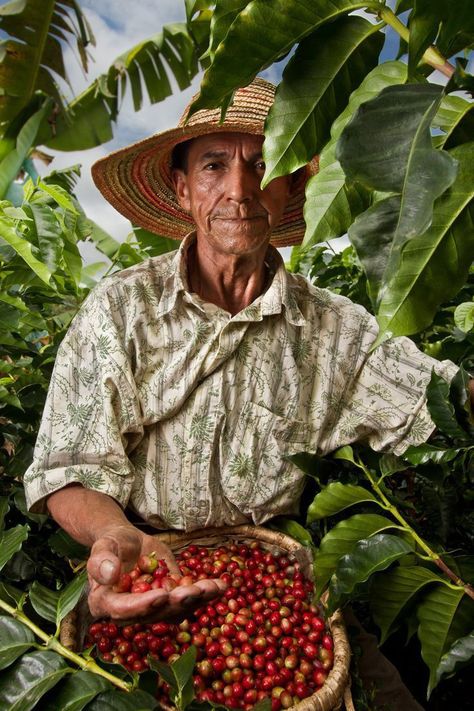 Agriculture Photography, Puerto Rico History, Tree Plan, Photo Arts, Coffee Tattoos, Environmental Portraits, Farm Photography, Coffee Farm, Black And White Art Drawing