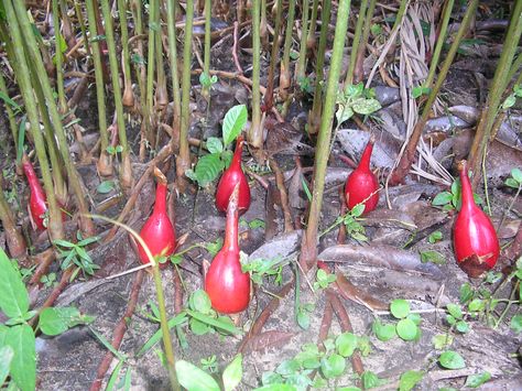 Alligator pepper(also known as mbongo spice, hepper pepper) is a North African spice which corresponds to the seeds and seed pods of Aframomum danielli, Aframomum citratum or Aframomum exscapum.Often a single whole pod is pounded in a pestle and mortar before half of it is added (along with black pepper) as a flavouring to West African 'soups' (stews) or to boiled rice. The spice can also be substituted in any recipe using grains of paradise or black cardamom to provide a hotter and more pung... African Soups, Alligator Pepper, Grains Of Paradise, Steak Spice, Boiled Rice, Black Cardamom, Pestle And Mortar, African Spices, Pepper Plant