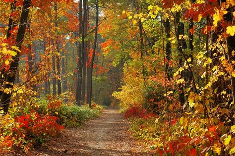 Temperate Deciduous Forests: Plants Educational Resources K12 Learning Temperate Deciduous Forest, Deciduous Forest, Fall Backdrops, Forest Backdrops, Road Photography, Forest Photos, Forest Path, Forest Pictures, Autumn Scenery