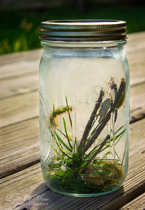 Terrarium Bugs, Bugs In A Jar, Bug Catching, Bug Hunting, Bug Catcher, Bug Hunt, Ship In Bottle, Stick Bug, Nerd Room