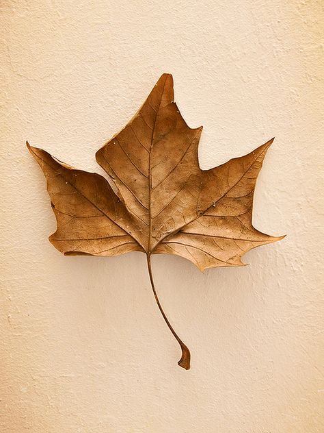 Fall Leafs Aesthetic, Brown Leaf Aesthetic, Creative Leaf Photography, Oak Leaf Autumn, Oak Leaf And Acorn Photography, Sycamore Leaf, Sycamore Tree, Motion Photography, Minimal Photography