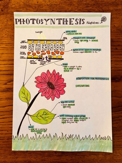 Photosynthesis Poster Ideas, Science Chart Ideas Class 10, Photosynthesis Model Project, Adaptation Poster, Photosynthesis Poster, Photosynthesis Anchor Chart, Photosynthesis Notes, Biology Poster Ideas, Photosintesis Project