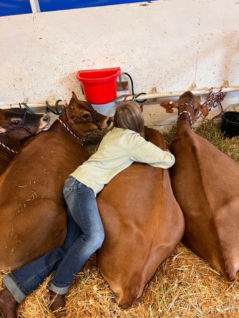 Dairy Cow Showing, Livestock Show Aesthetic, Ffa Wallpaper Aesthetic, 4-h Aesthetic, 4h Aesthetic, Dairy Showing, Cow Jersey, Mallory Core, Goat Showing