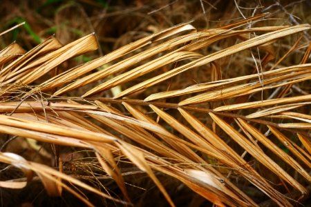 How to Safely Remove Dead Palm Tree Fronds | DoItYourself.com Alexander Palms, I Love Plants, Plant Tips, Summer Shoot, Palm Plant, Love Plants, Patio Plants, Tree Service, Palm Fronds