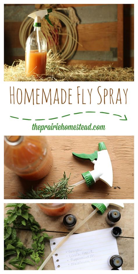 Homemade Fly Spray Recipe | The Prairie Homestead Coop Spray, Homemade Fly Spray, Fly Spray For Horses, Prairie Homestead, Get Rid Of Flies, Fly Spray, Best Chicken Coop, Fly Repellant, Horse Fly