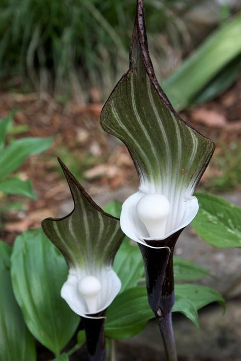 Dry Shade Plants, Goth Garden, Pollinator Plants, Deer Resistant Plants, Gothic Garden, Cottage Garden Plants, Shade Perennials, Moon Garden, Unusual Plants