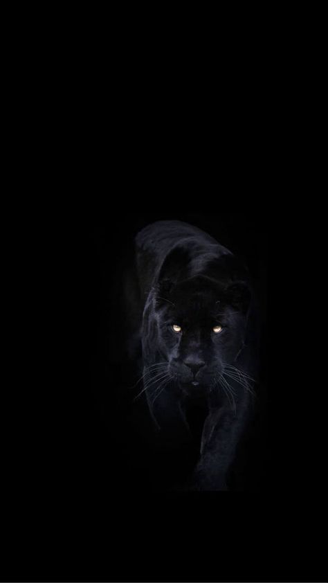 Vanta Black Wallpaper, Black Jaguar Animal, Jaguar Wallpaper, Black Panther Cat, Minimalist Wallpaper Phone, Panther Cat, Jaguar Animal, Wild Animal Wallpaper, Panda Drawing