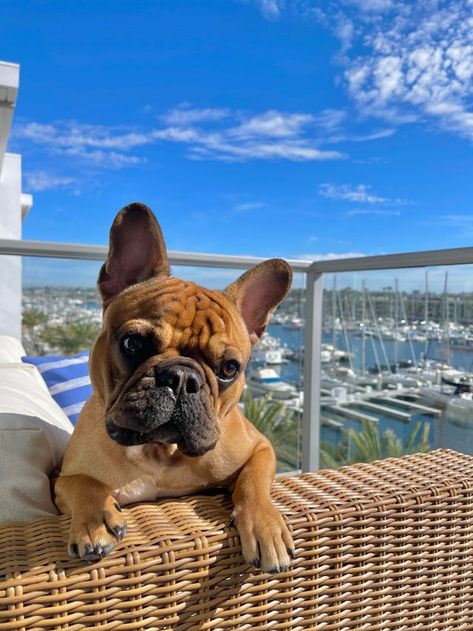 Sunbathing is his favorite activity.: Frenchbulldogs France Bulldog, Bat Ears, Dog Print Tattoo, Favorite Activity, French Bulldog Gifts, Frenchie Bulldog, Bulldog Gifts, Frenchie Puppy, Cute Dog Pictures