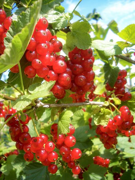 Red currant bushes, Bavaria GERMANY. @chaichit #travel_soul Currant Bush, Red Currant, Bavaria Germany, Bavaria, Cherry, Germany, Fruit, Red, Travel