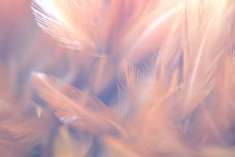 Pink Feathers Aesthetic, Pink Feather Aesthetic, Feathers Aesthetic, Feather Aesthetic, Feather Background, Feather Bird, Oc Reference, Feather Texture, Bird Feather