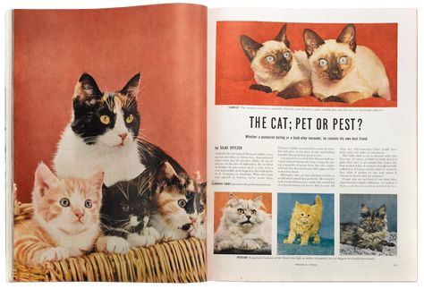 An April 1950 article, “The Cat; Pet or Pest?” by Silas Spitzer. Holiday Magazine Covers, Pet Magazine, Animal Magazines, Cat Magazine, Holiday Magazine, Magazine Article, Magazine Articles, Cat Pet, Magazine Layout