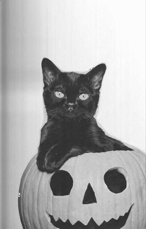 #vintage #vintagephoto #vintagehalloween #halloweencat #blackcatsrule #blackcat Halloween Tumblr, Vintage Halloween Art, Vintage Halloween Photos, Photo Halloween, Black Cat Aesthetic, Chat Halloween, Halloween Photo, Halloween Tags, Halloween Wallpaper Iphone