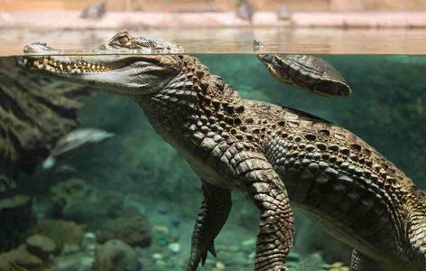 How Big Do Alligators Get | Swamp Fever Airboat Adventures Head Under Water, Alligator Head, North American Wildlife, American Alligator, Animal Illustration Art, Apex Predator, Reptiles Pet, Under Water, Crocodiles