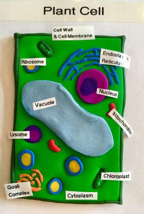 3d Plant Cell Project Easy, Animal Cell School Project, Animal Cell And Plant Cell Project Ideas, Plants Cell Project, Animal Or Plant Cell Project, Cell Module Project, Plant Cell Clay Model, Clay Cell Model, Shoe Box Plant Cell Model