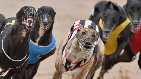 Greyhounds Running, Louis Xiii Cognac, Dog Racing, Greyhound Racing, Fit Dogs, Greyhounds Racing, Greyhound Dog, Live Animals, Grey Hound Dog