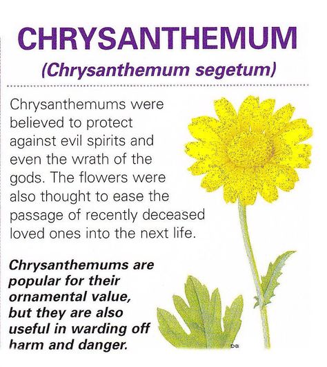 MtnWitch on Instagram: “FALL MAGICK series... CHRYSANTHEMUMS are an iconic symbol of the fall season but the original purpose for decorating with them was to ward…” Chrysanthemum Witchcraft, Chrysanthemum Magical Properties, Chrysanthemum Benefits, Plant Magick, Magical Plants, Flower Chrysanthemum, Magical Flowers, Magickal Herbs, Witch Herbs