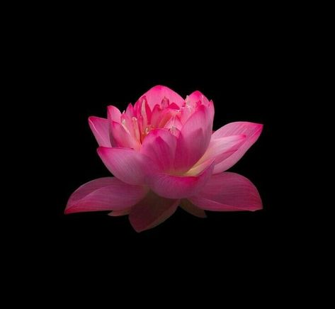 Lotus Flower Black Background, Pink Flower Black Background, Single Flower Wallpaper, Dark Pink Widget, Pretty Pfp Aesthetic, Lotus Flower Aesthetic, Flowers Pfp, Flower Pfp, Flower Widget