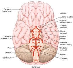 Circle Meaning, Circle Of Willis, Medical Dictionary, Medical Terms, Free Tools, Blood Vessels, Anatomy, Nursing, Brain