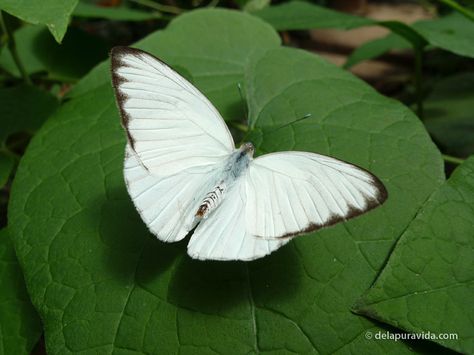 Butterfly - If the first butterfly you see in the year is white, you will have good luck all year. Three butterflies together mean good luck. White Moths, Seoul Garden, Three Butterflies, Living In Costa Rica, Walk Outside, Butterfly White, White Butterflies, Butterfly Photos, Butterfly Pictures