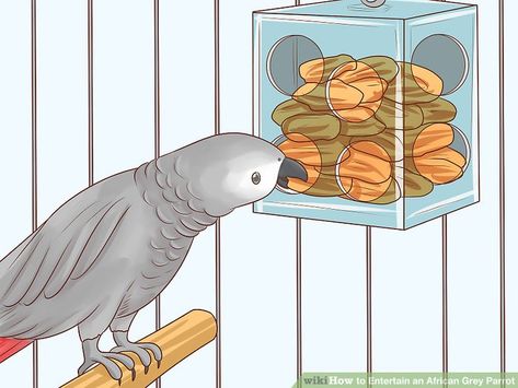 Parrot Recipes, African Grey Parrot Toys, Parrot Care, Diy Bird Cage, Animal Enrichment, Chocolate Bowls, Bird Treats, Grey Parrot, Reptile Cage