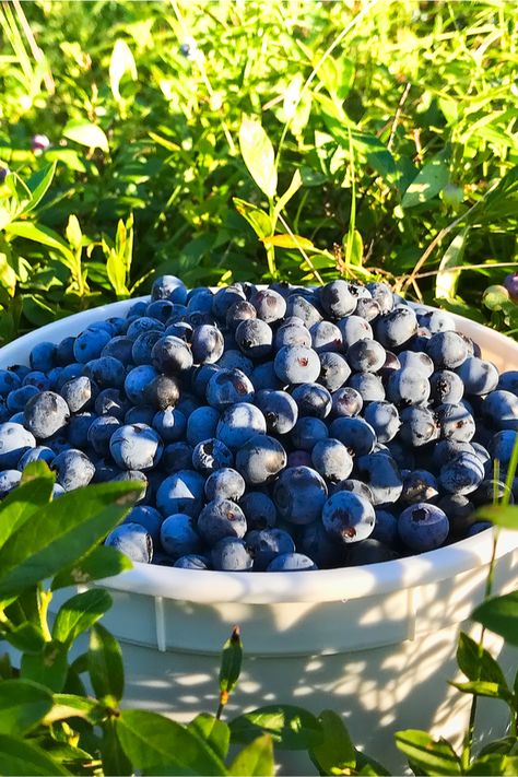 Blueberry Garden, Fruit Forest, Blueberry Gardening, Growing Blueberries, Blueberry Farm, Blueberry Plant, Blueberry Bushes, Gardening Hacks, Growing Tips