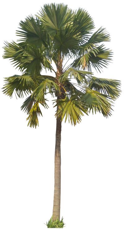 Footstool Palm Palm Tree Png, Palm Tree Drawing, Landscape Architecture Graphics, Tree Photoshop, Plant Texture, Photoshop Rendering, Tree Plan, Photoshop Backgrounds Backdrops, Tree Textures