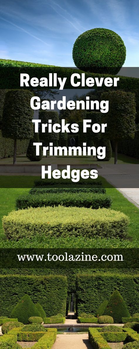 Trim Hedges, Hedges Landscaping, Cloud Pruning, How To Trim Bushes, Pruning Shrubs, Trimming Hedges, Ornamental Art, Box Wood Shrub, Boxwood Garden