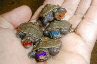 the REAL ninja turtles ;) Baby Ninja Turtle, Turtle Love, Cute Turtles, Baby Turtles, Ninja Turtle, Springer Spaniel, Cavalier King Charles, Cute Little Animals, 귀여운 동물