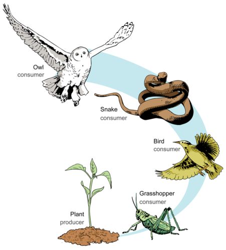 food chain Simple Food Chain, Food Pyramid Kids, Food Chains And Food Webs, Science Food Chains, Food Chain Activities, Ocean Food Chain, Visual Perceptual Activities, Food Webs, Physics Concepts