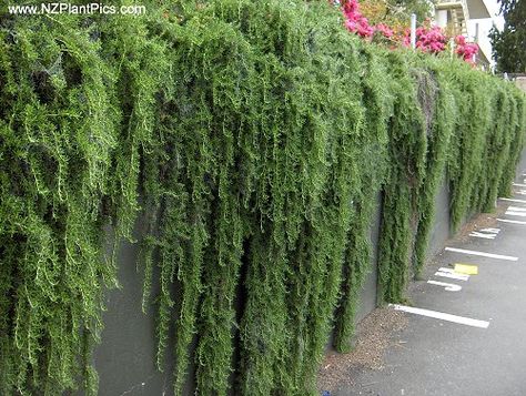 weeping / trailing rosemary - aromatic evergreen groundcover most effective when cascading down dry sunny banks or over walls. Creepers Plants, Evergreen Groundcover, Rosemary Plant, Garden Vines, Sloped Garden, Trailing Plants, Outdoor Planter, Ground Cover Plants, Ground Cover