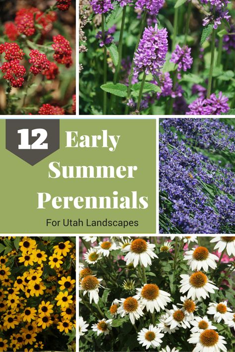 Utah Gardening, Summer Perennials, Waterwise Landscaping, Xeriscape Front Yard, Native Plant Landscape, Drought Tolerant Landscape, Best Perennials, Garden Park, Desert Plants