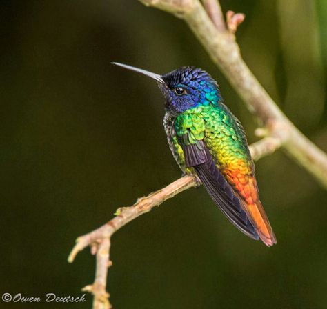 Rainbow hummingbird Rainy Season, Ecuador, The Year, Nature Photography, The Day, Sapphire, Birds, Rainbow, Photography