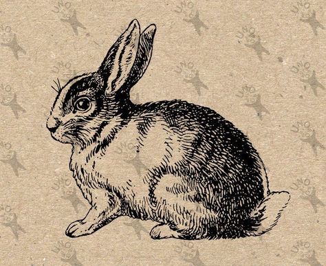 Draw Deer, Illustration Rabbit, Rattus Rattus, Vintage Encyclopedia, Graphic Pillow, Rabbit Pictures, Vintage Clipart, Bunny Tattoos, Purple Bunny