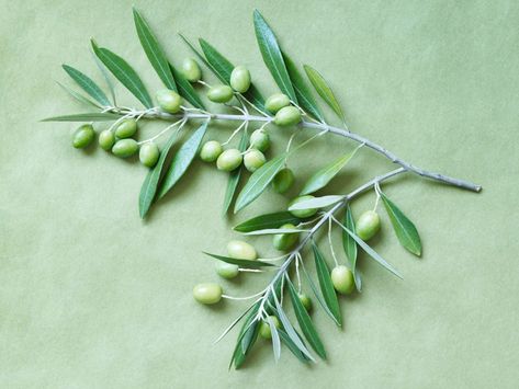 Olive Leaf Extract Benefits, Olive Leaf Benefits, Olive Leaf Tea, Lower Glucose Levels, Olive Leaf Extract, Oregano Leaves, Olive Leaves, Tea Health Benefits, Turmeric Tea