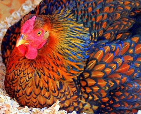 Blue Laced Gold Wyandotte??? Laced Wyandotte, Awesome Chicken, Fancy Chickens, Beautiful Chickens, Keeping Chickens, Chickens And Roosters, Chicken Breeds, Hobby Farms, Raising Chickens