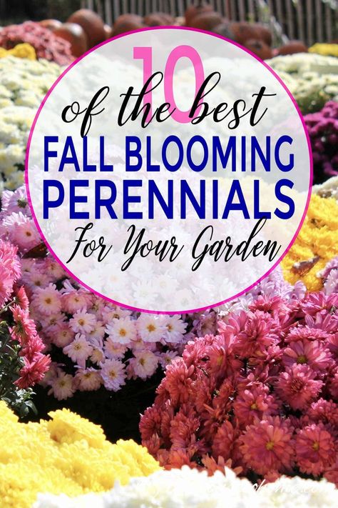 Ideas for perennials and shrubs to grow in autumn that will give your yard or garden landscape beautiful fall flowers. #fromhousetohome #fall #gardening #gardenideas #gardeningtips #fallflowers #sunperennials #gardens Plants For Full Sun, Blooming Perennials, Fall Flowers Garden, Fall Perennials, Fall Gardening, Full Sun Perennials, Full Sun Plants, Best Perennials, Sun Perennials