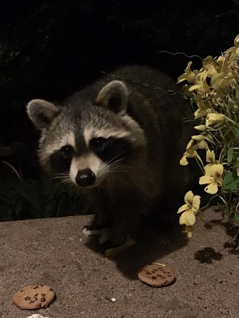 Raccoon Plushie Aesthetic, Raccoon Aesthetic Dark, Cute Raccoon Aesthetic, Racoon Aesthetic, Raccoon Aesthetic, Angry Panda, Trash Pandas, Pet Raccoon, Emotional Support Animal