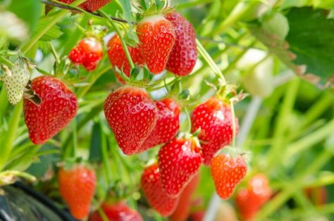 Stop buying strawberries: 27 expert tips to grow tons of strawberries! Strawberry Companion Plants, Strawberry Banana Milkshake, Strawberry Varieties, Canned Strawberries, Strawberry Planters, Easy Vegetables To Grow, Strawberry Seed, Strawberry Farm, Organic Compost