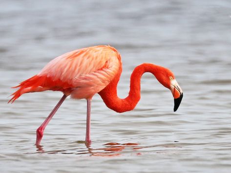 Flamingo Photography, Flamingo Las Vegas, San Antonio Zoo, Roseate Spoonbill, Pogo Stick, National Geographic Kids, Stem For Kids, Rv Decor, Plush Animals