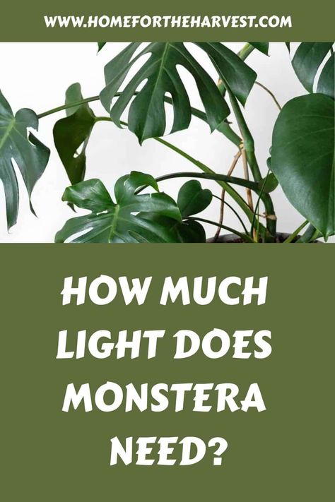 How much light does a monstera need? Tropical Beauty, Leafy Plants, Dappled Light, Cheese Plant, Monstera Plant, Monstera Deliciosa, Grow Light, Indoor Gardening, Ornamental Plants