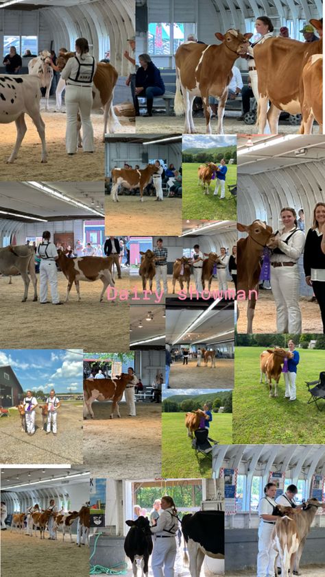 Cow Showing, Show Cows, Dairy Cow, Dairy Cows, Goats, Dairy, Cow, Animals