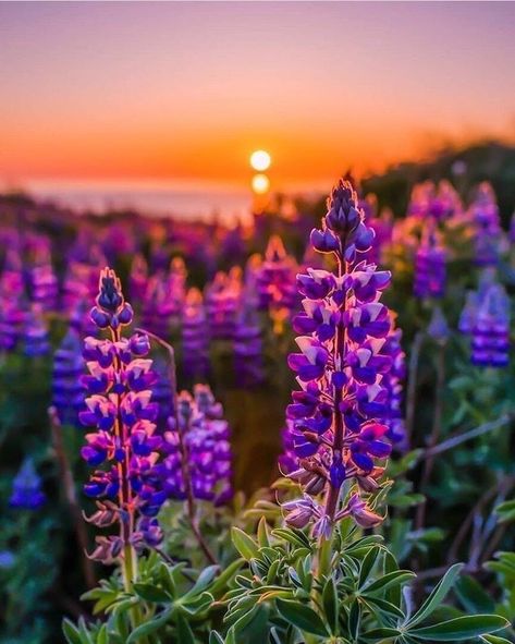 Maine Lupines, Stream Layout, Good Night Dear Friend, Country Sunset, Good Night Dear, Lupine Flowers, Canvas Wall Art Living Room, Meadow Garden, Floral Alphabet