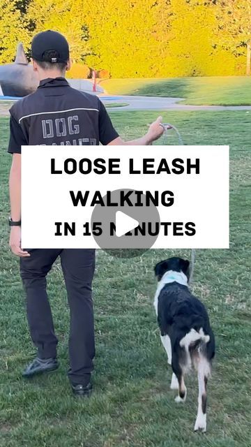 Shih Tzu Training, Loose Leash Walking, Working Dogs Breeds, Dog Leash Training, Dog Training Advice, Therapy Animals, Dog Training Videos, All Dogs, Success Rate