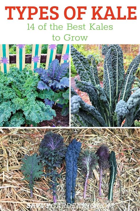 Types Of Kale, Harvesting Kale, Kale Plant, Growing Kale, Growing Vegetables In Pots, Planting Garlic, Ornamental Kale, Kale Leaves, Growing Cucumbers