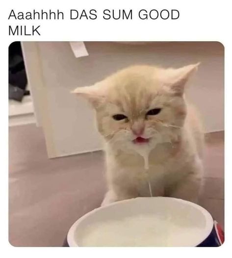 Cat In Milk, Listening To People, Milk Cat, Serious Cat, Memes Pt, Cat Moon, Fluffy Kittens, Walking Out, Cat Meme