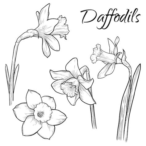 Vector daffodil flowers set isolated han... | Premium Vector #Freepik #vector #botanical-elements #flower-doodle #narcissus-flower #botanical-drawing Dafodill Flowers Drawing, Wildflower Line Art, Daffodil Flower Tattoos, Narcissus Flowers, 2023 Tattoo, Doodle Clipart, Daffodil Flowers, Daffodil Tattoo, Easy Flower Drawings