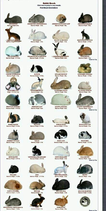 Bunny Breed Poster - Imgur Types Of Rabbits, Tapsi Hapsi, Rabbit Farm, Meat Rabbits, All About Rabbits, Different Types Of Animals, Raising Rabbits, Pet Bunny Rabbits, Rabbit Breeds