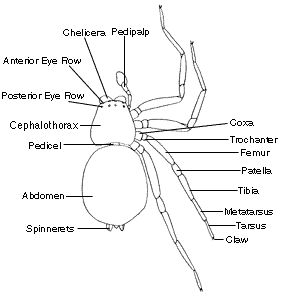 Use with Charlotte's Web Spider With Human Head, Jumping Spider Anatomy, Spider Entomology, Parts Of A Spider, Spider Crawling, Pet Tarantula, Jumping Spider Species, Med Vet, Spider Queen